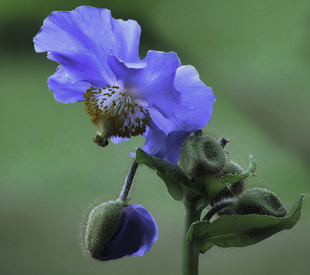 Blue Poppy